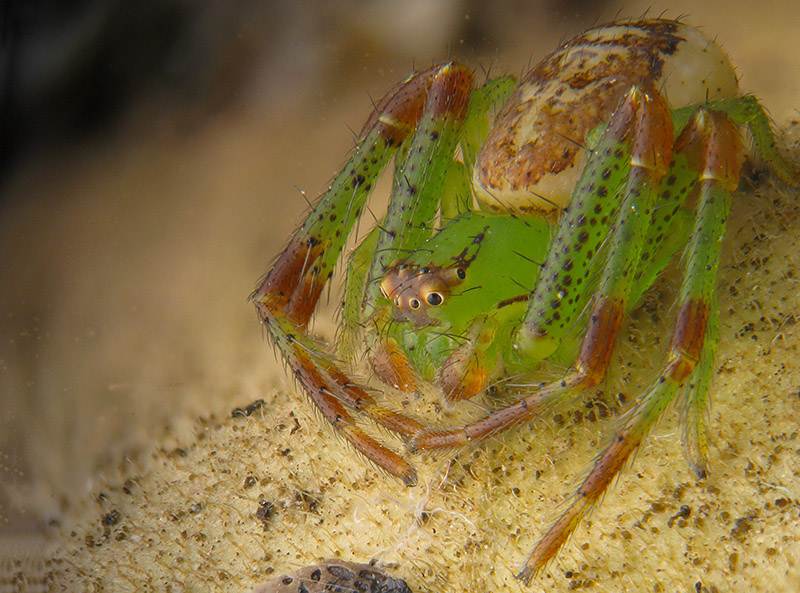 Diaea dorsata, maschio - Subirago (VA)